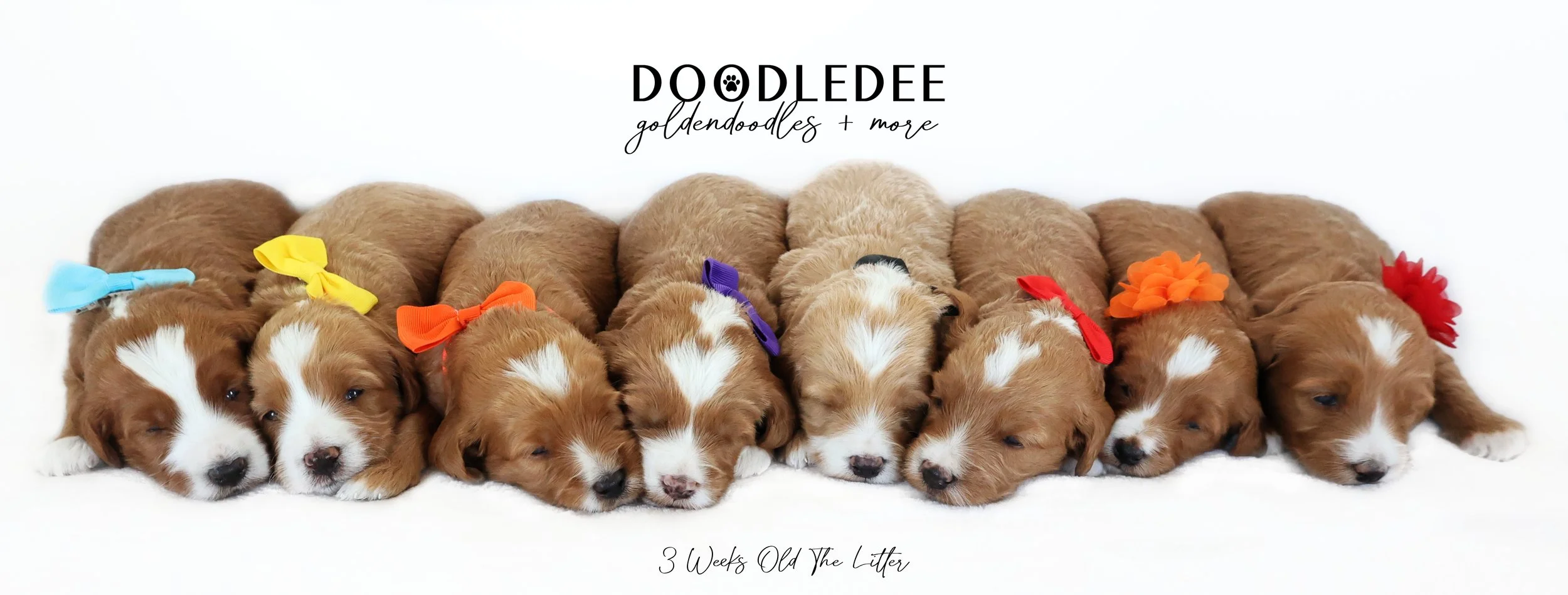 Petite English Goldendoodle