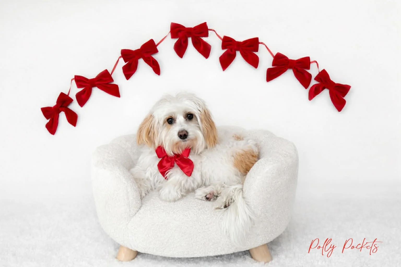 Micro Mini Bernedoodle