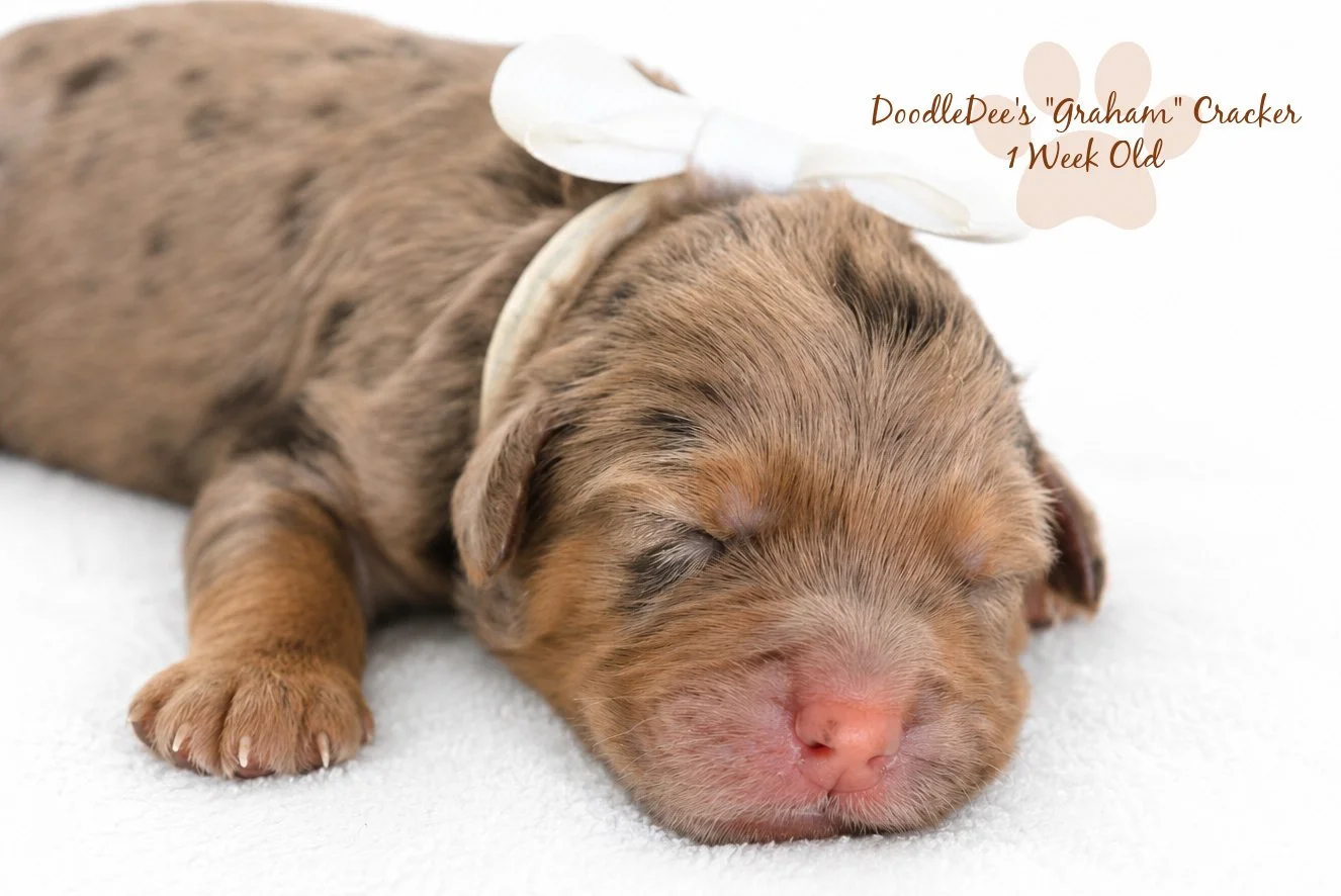 Petite Chocolate Phantom Merle English Goldendoodle