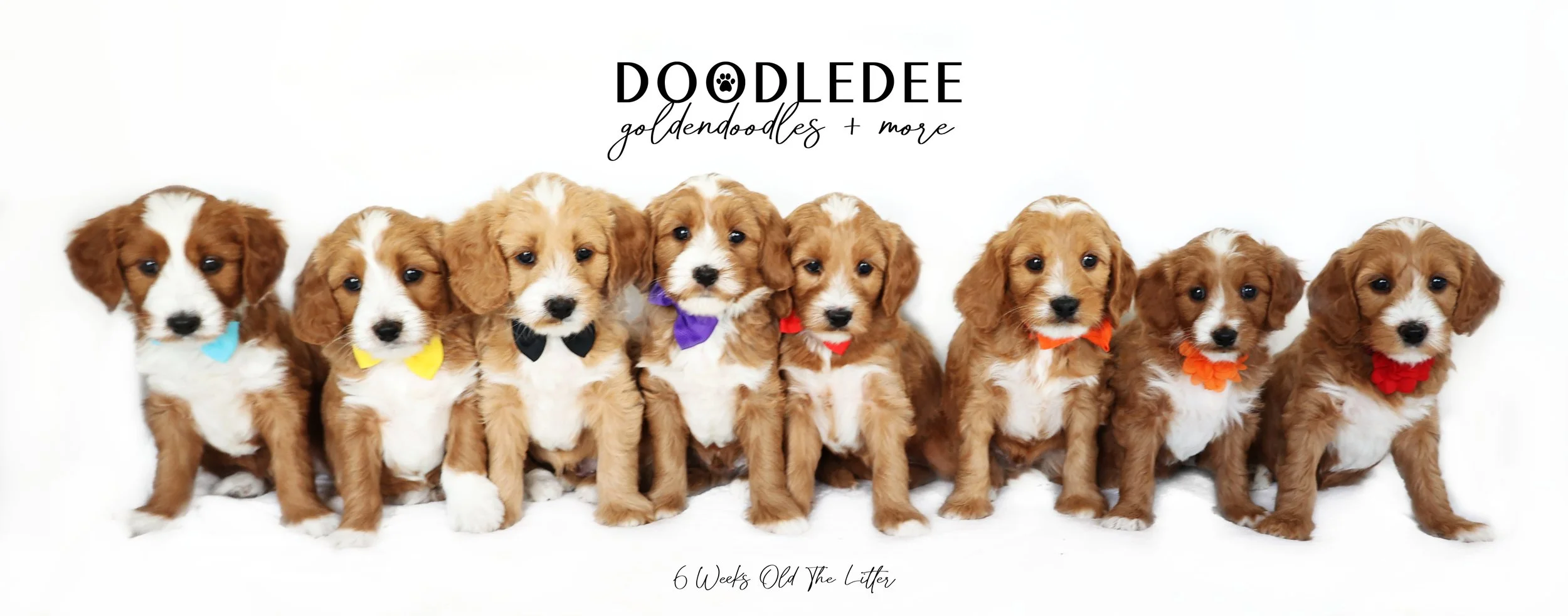 Darby PAST Puppies