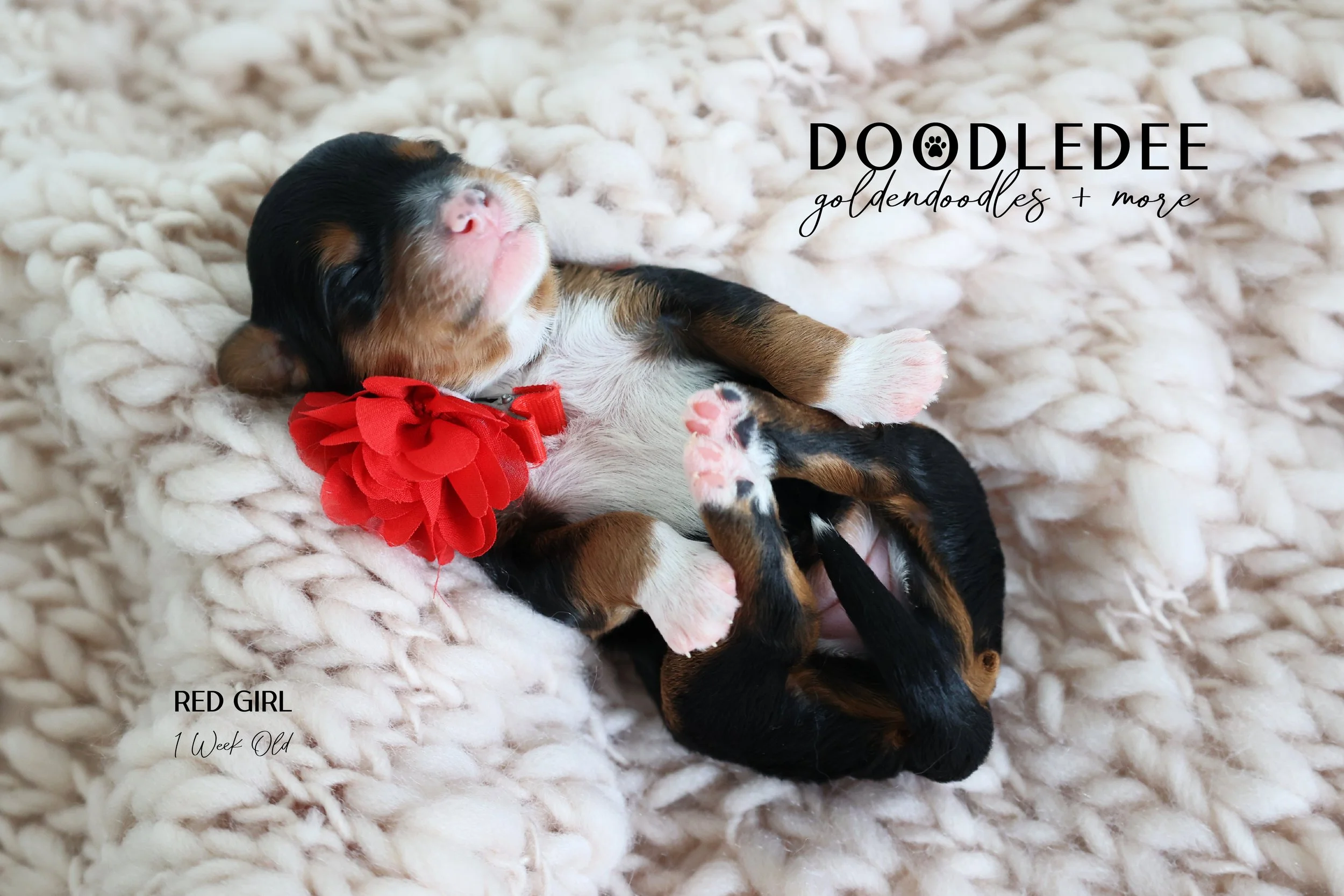Mini Bernedoodle Puppies