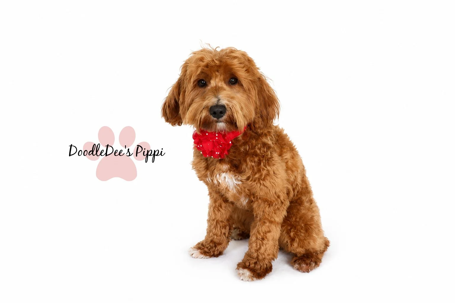 Petite Red English Goldendoodle 16#