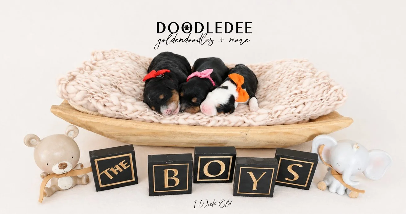 Mini Bernedoodle Puppies