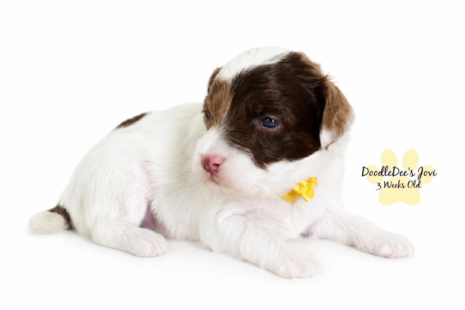 Micro Mini English Goldendoodle