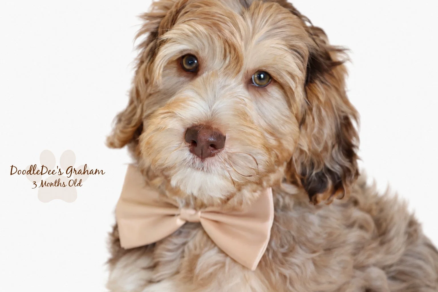 Mini Chocolate Phantom Merle English Goldendoodle Stud | 12.10 lbs