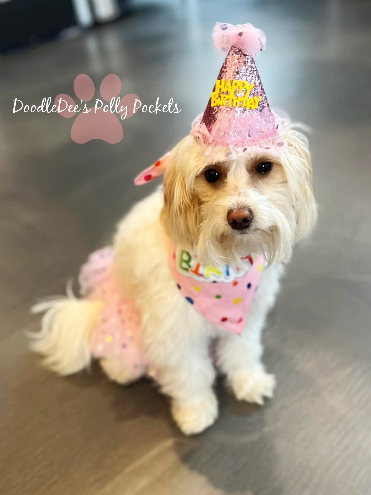 Micro Mini Bernedoodle