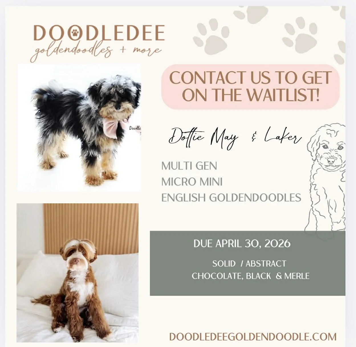 Micro Mini English Goldendoodles