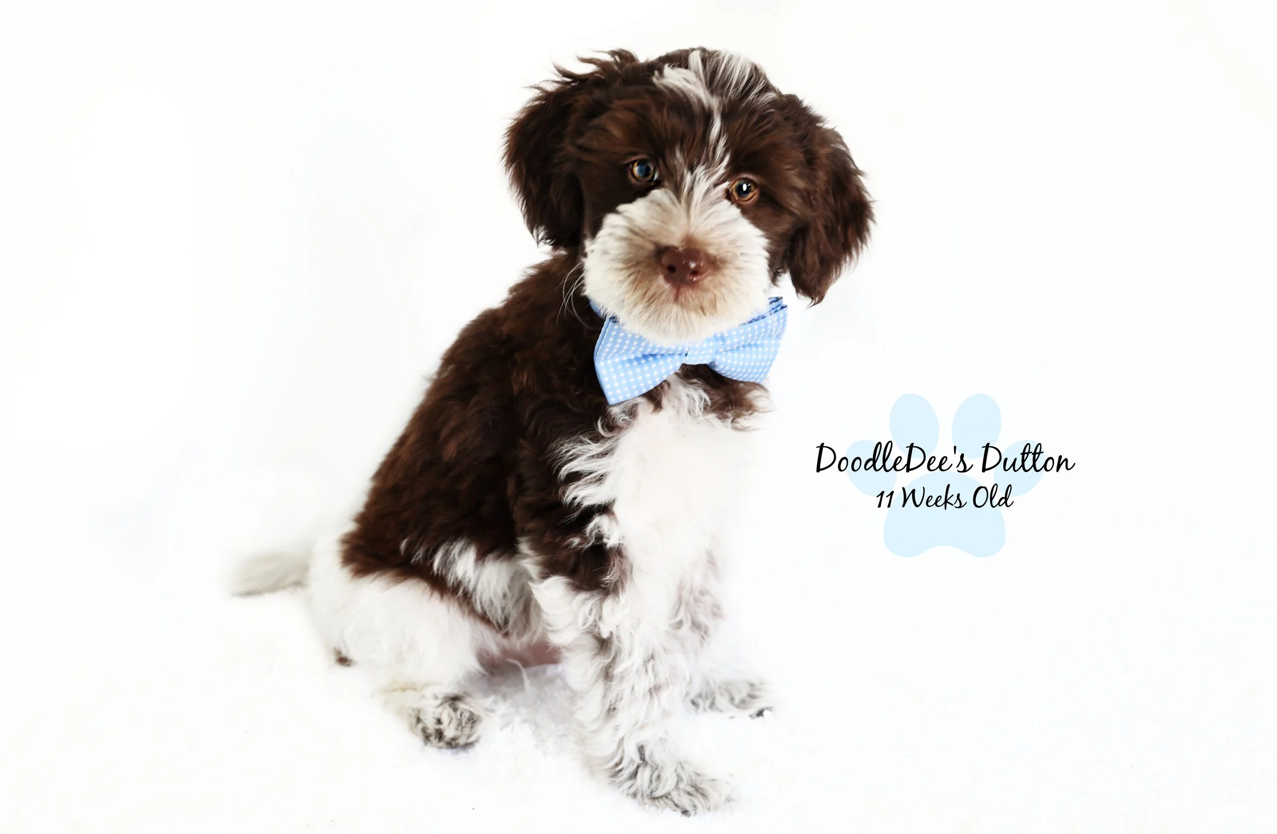 Chocolate Roan English Goldendoodle Stud