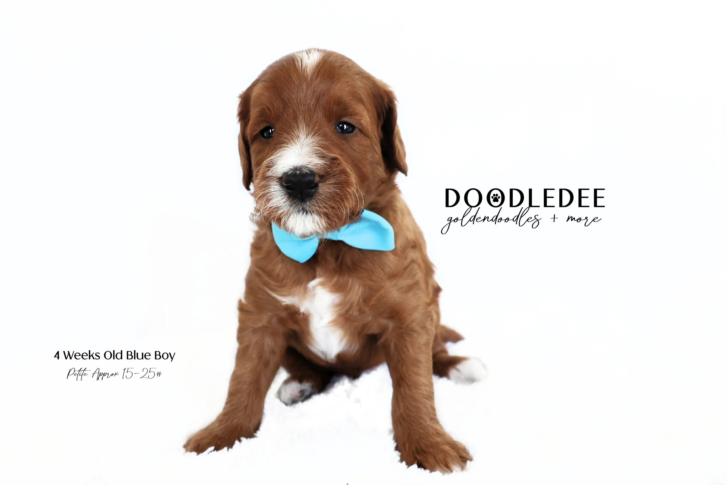 Petite English Goldendoodle $3,000