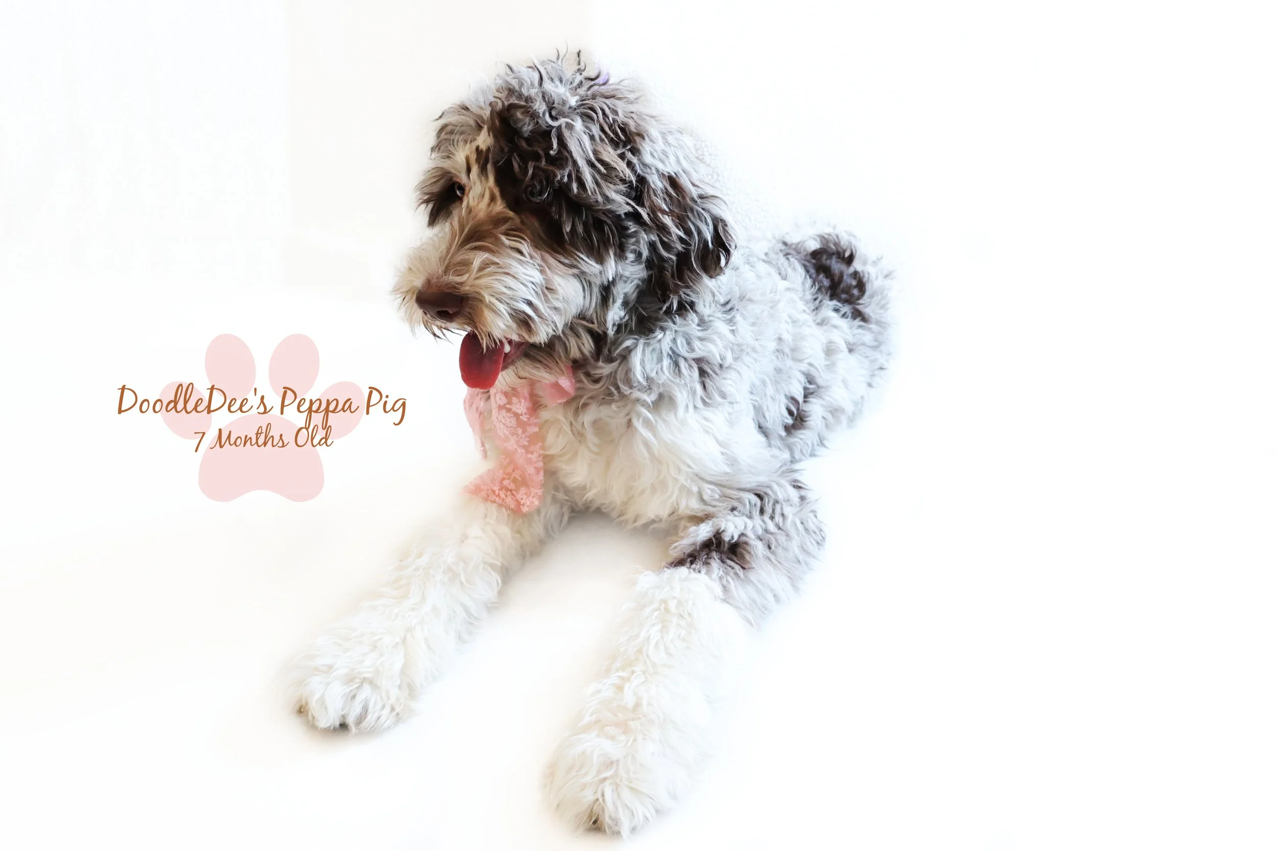 Chocolate Merle English Goldendoodle