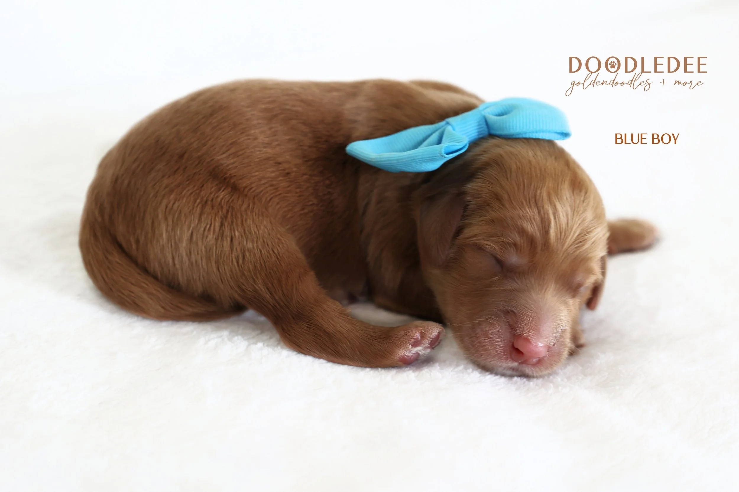 Medium English Goldendoodle | Standard English Goldendoodle