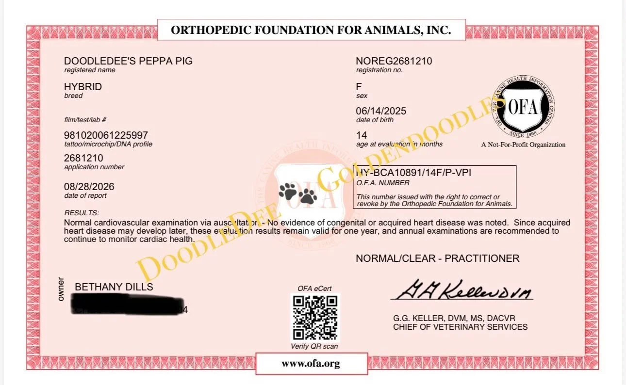 OFA Cardiac Health Testing- Normal