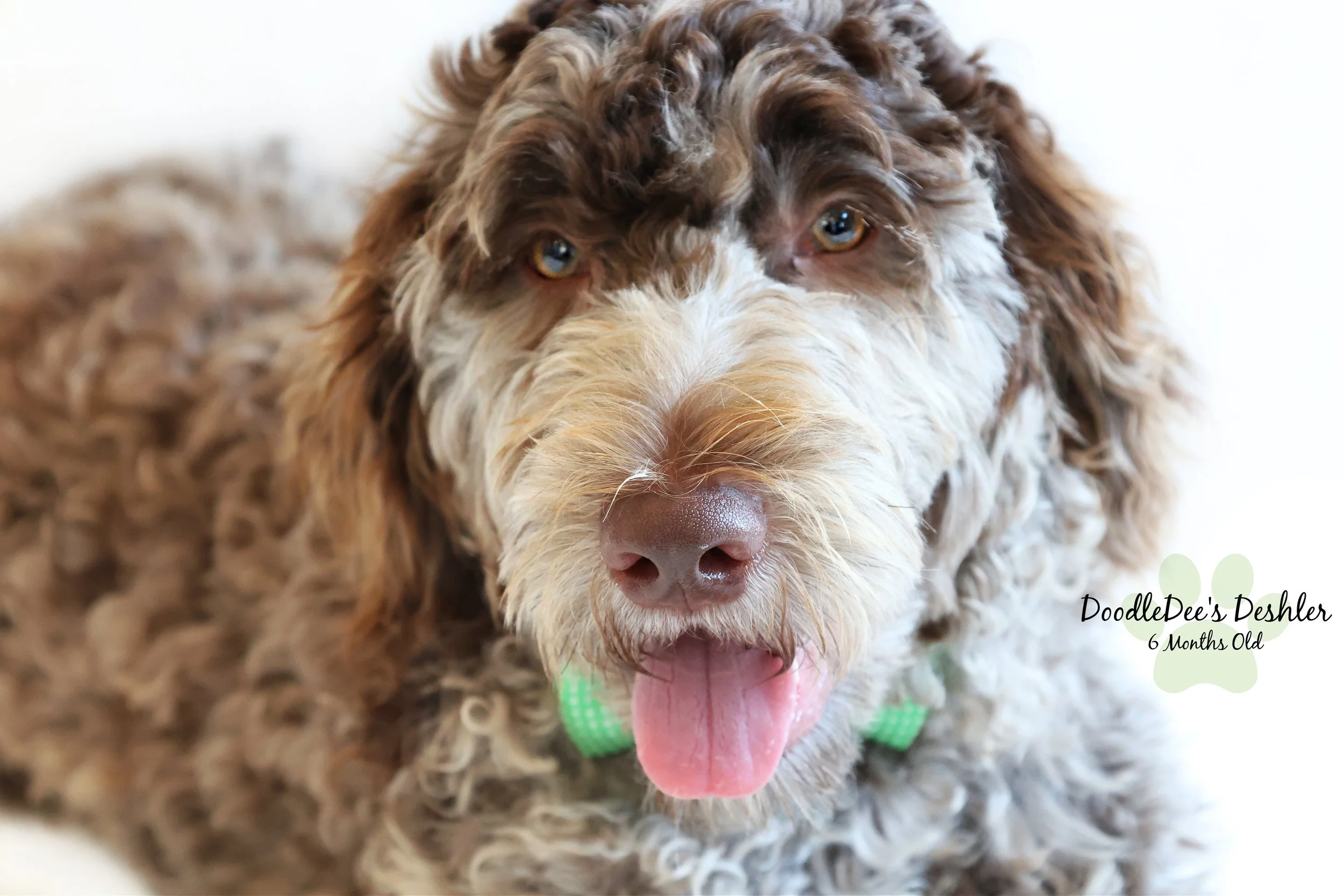 Chocolate Merle Goldendoodle