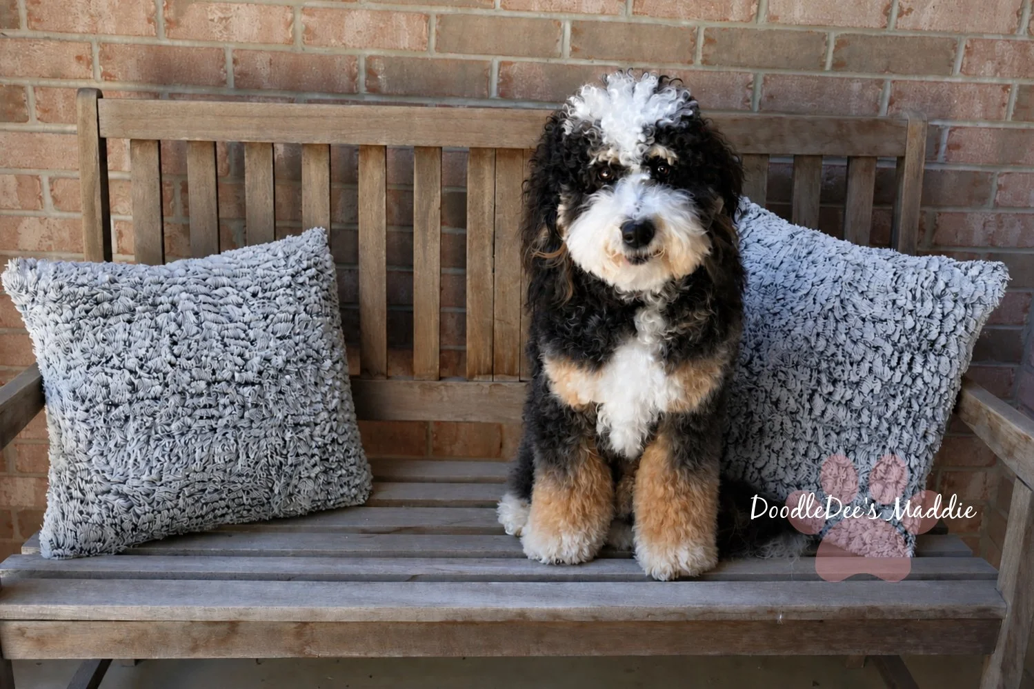 Maddie- Petite Bernedoodle