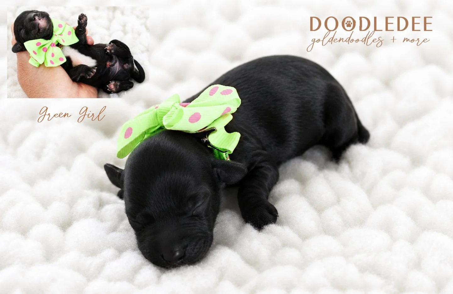 Micro Mini English Goldendoodle AVAILABLE $3,500