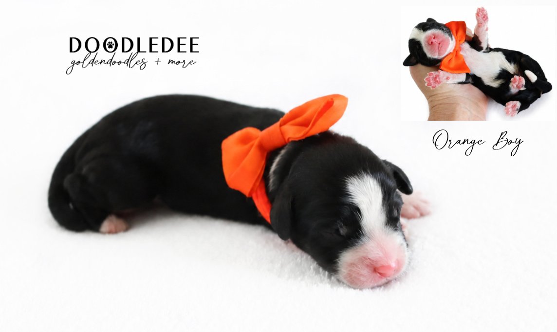 Mini Bernedoodle | Medium Bernedoodle | Standard Bernedoodle