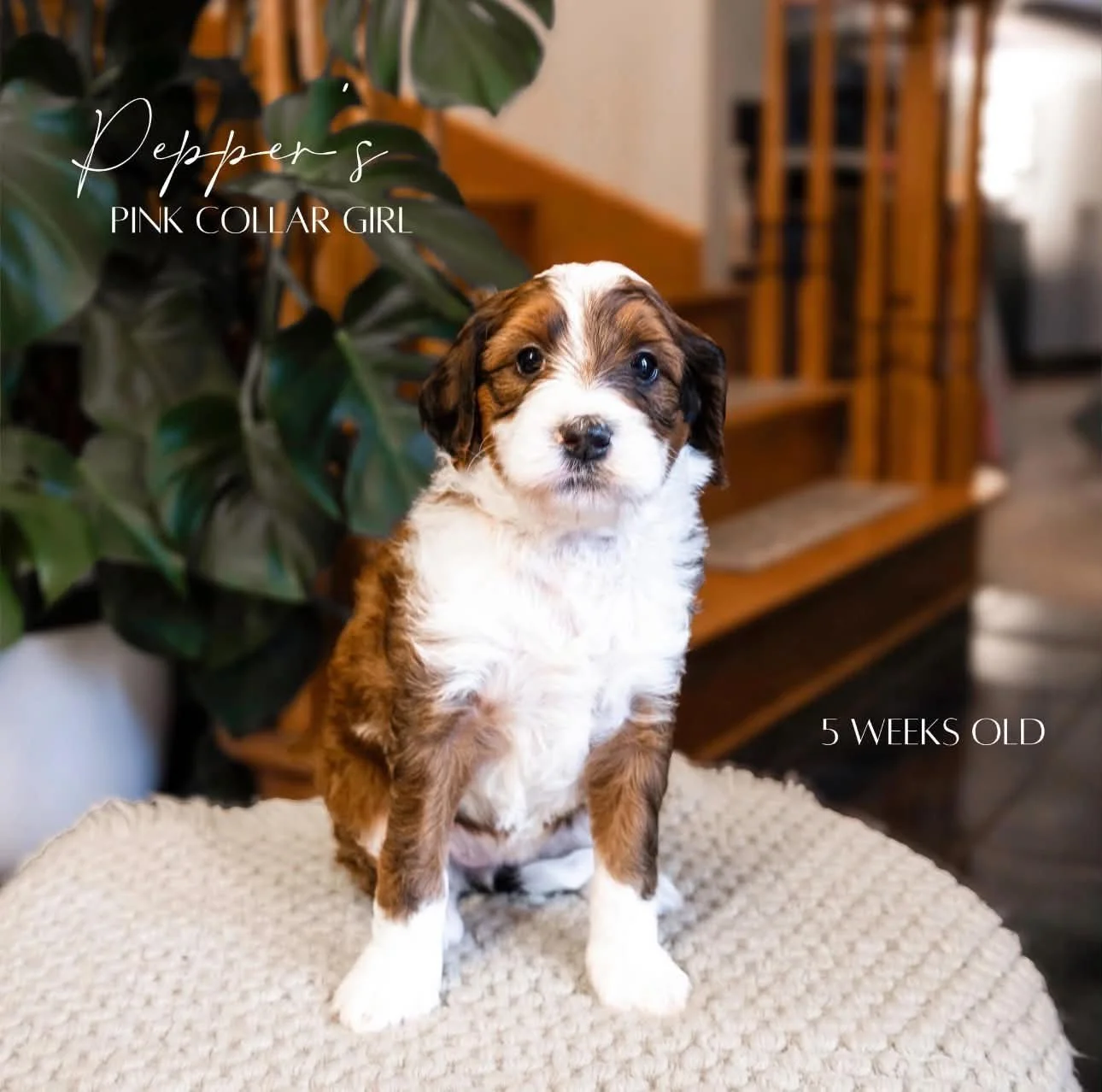 Sable Bernedoodle- Buttons 5 Weeks Old
