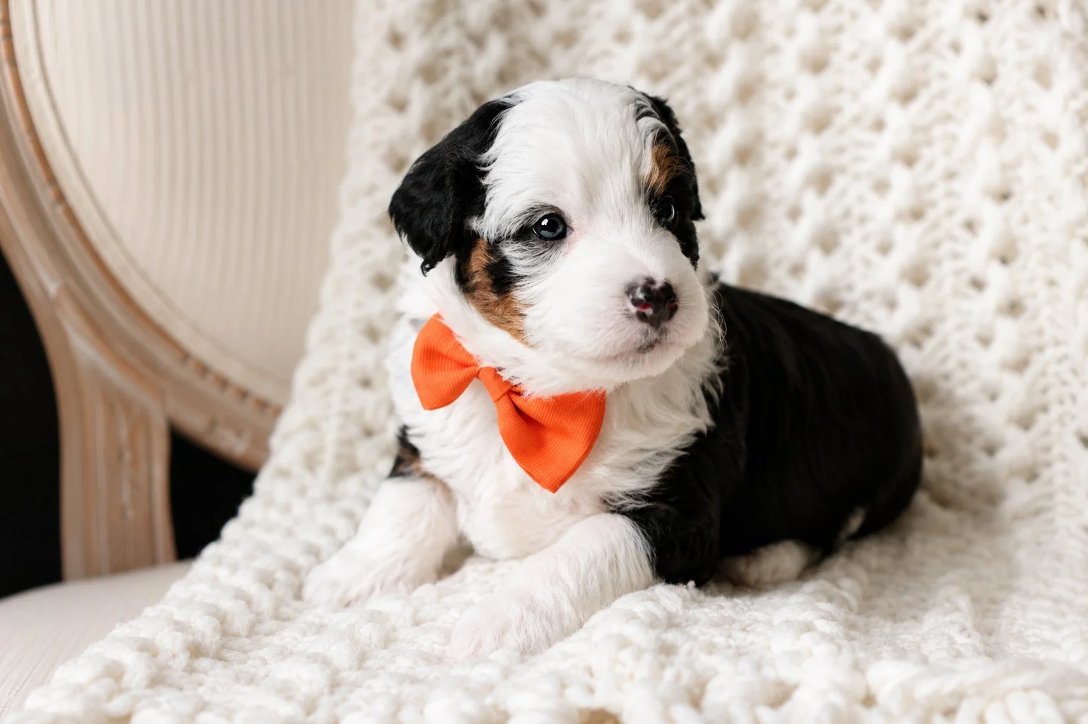 micro mini bernedoodle puppies for sale