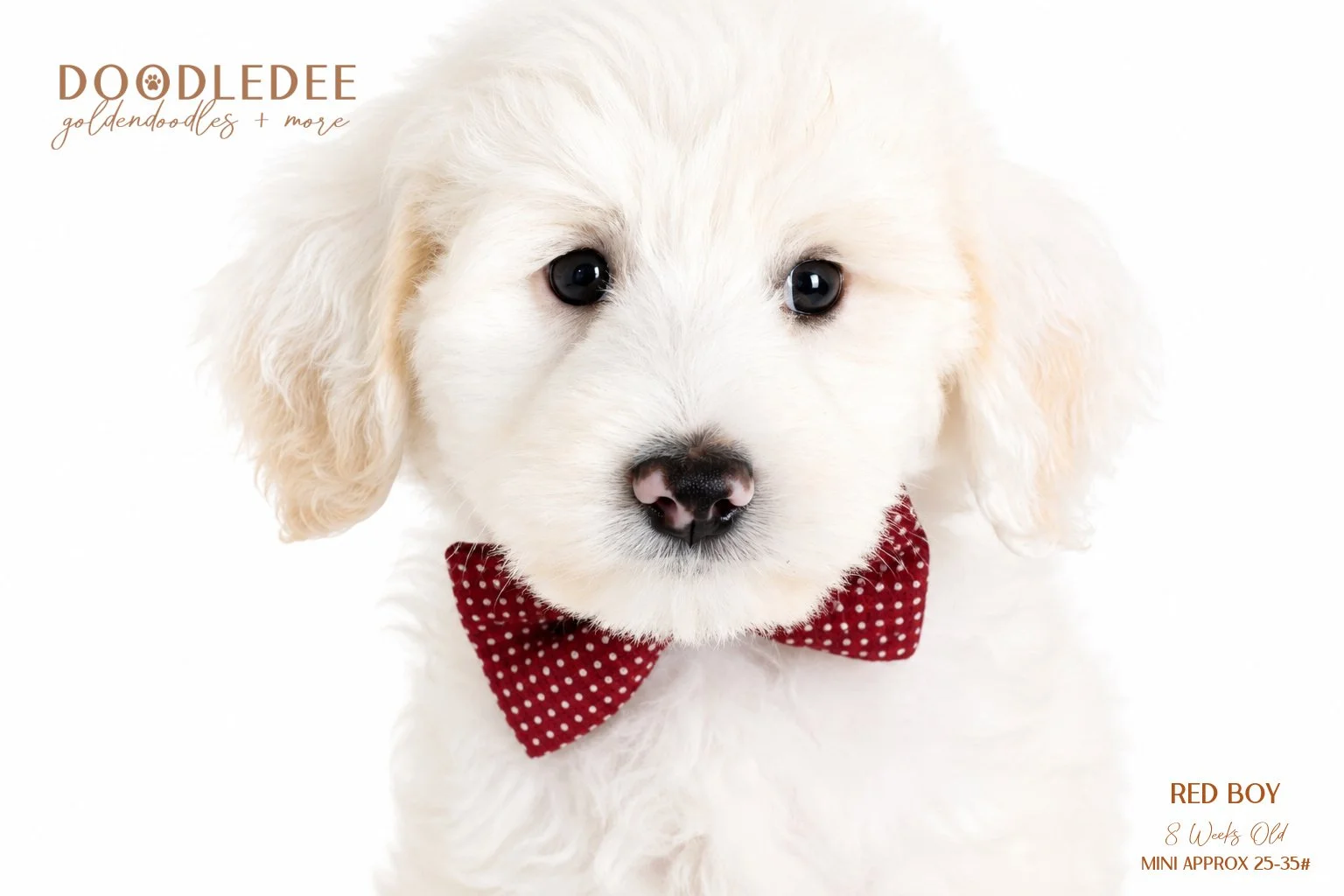 Mini Englsih Goldendoodle Male $2,500 SALE