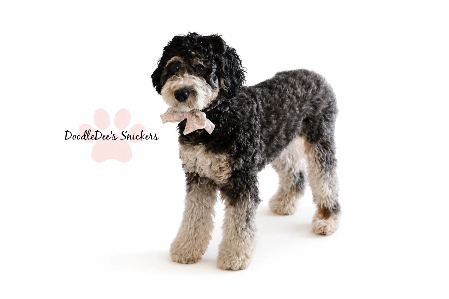 Snickers- Mini Bernedoodle