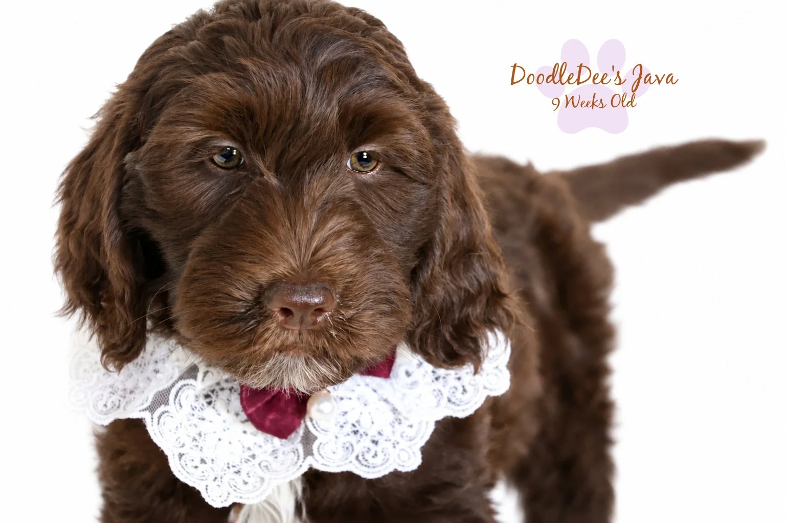 Medium English Goldendoodle Female- JAVA- GUARDIAN OPPORTUNITY