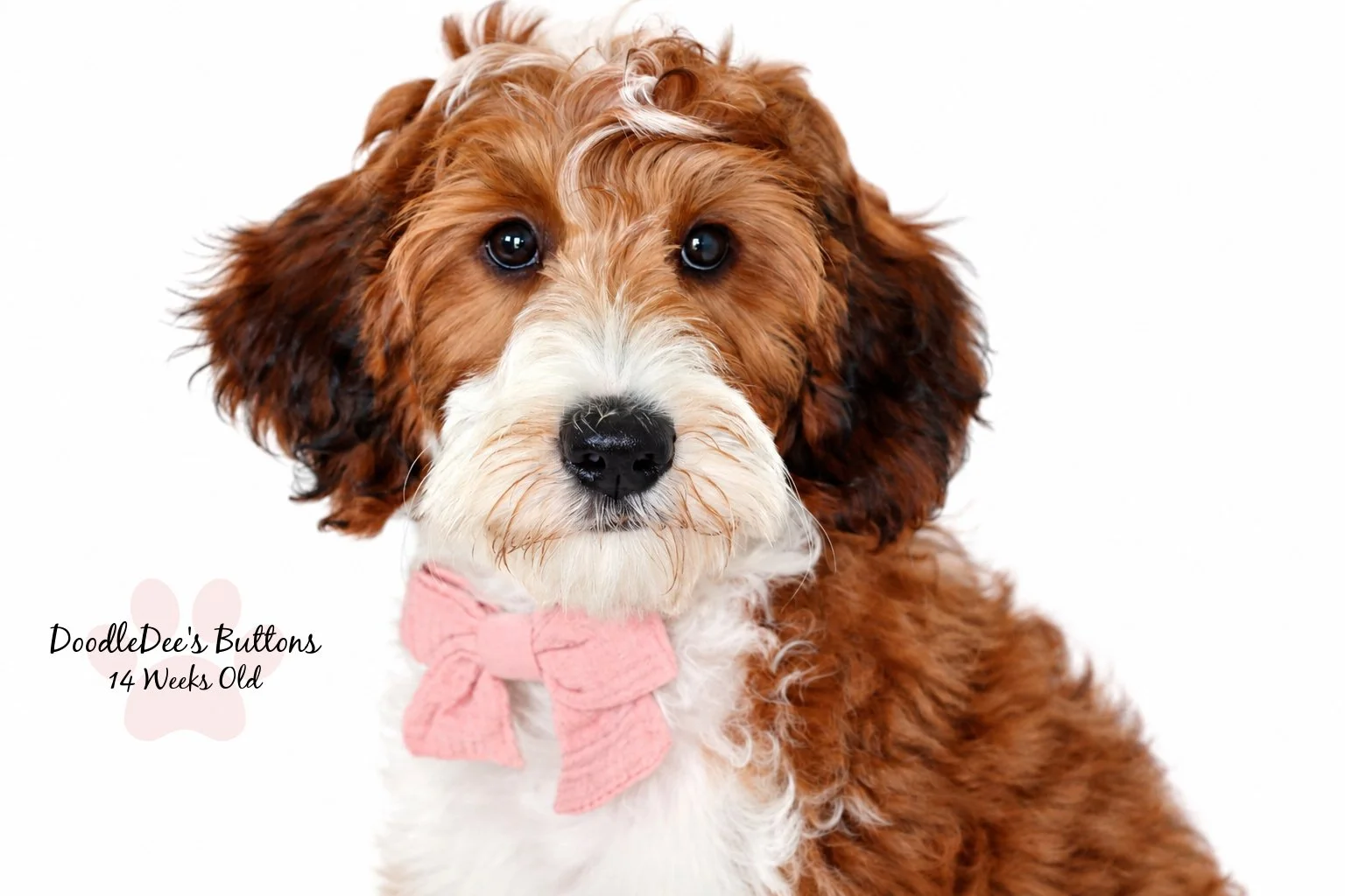 Sable Bernedoodle- Buttons 14 Weeks Old 
15 Lbs