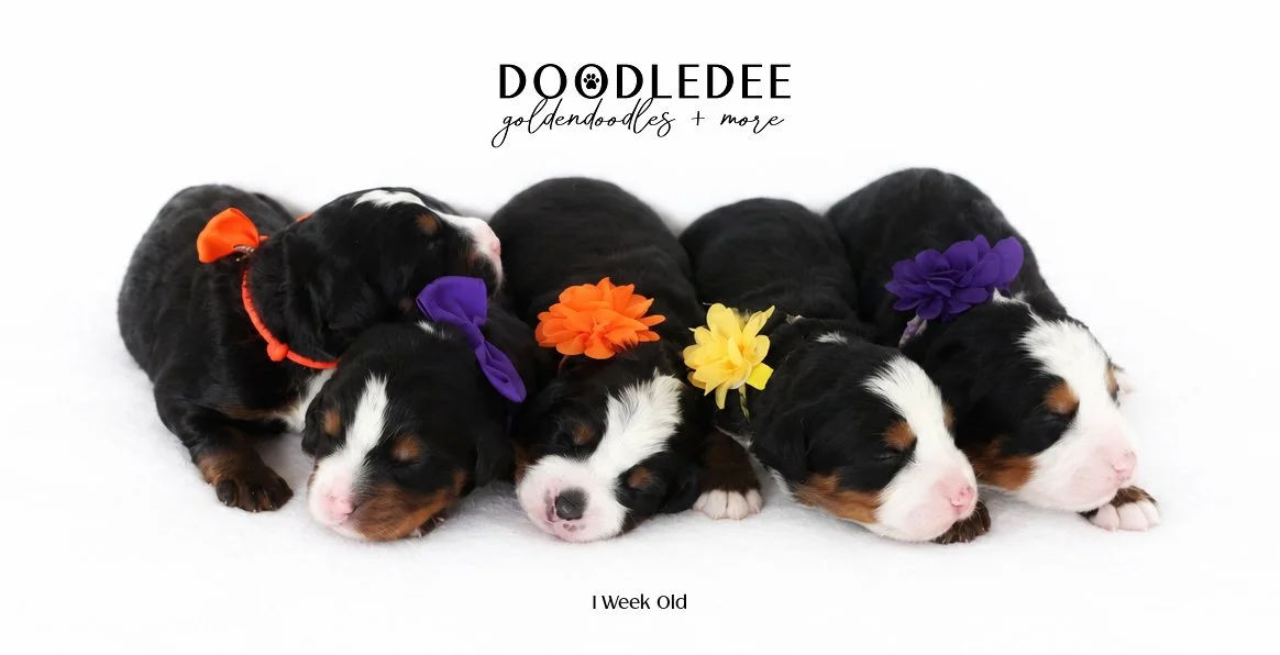 Mini Bernedoodle | Medium Bernedoodle | Standard Bernedoodle