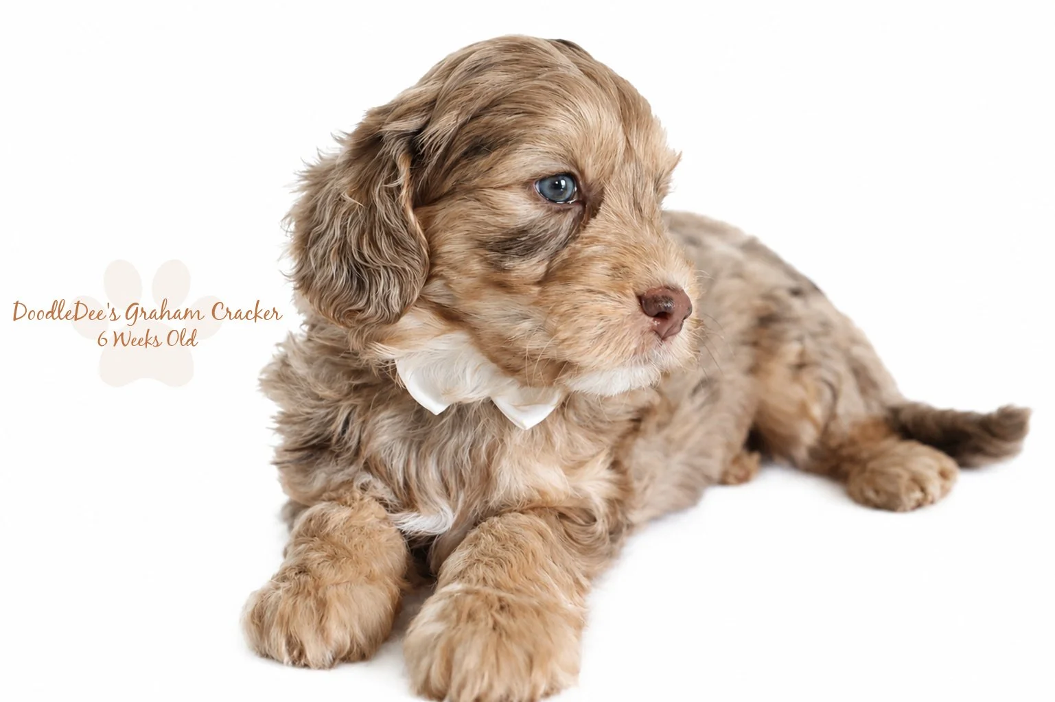 Mini Chocolate Phantom Merle English Goldendoodle Stud 
