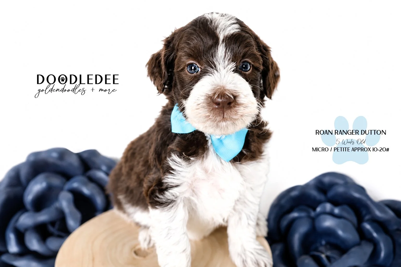 Micro/Petite English Goldendoodle Male BREEDER HOLD