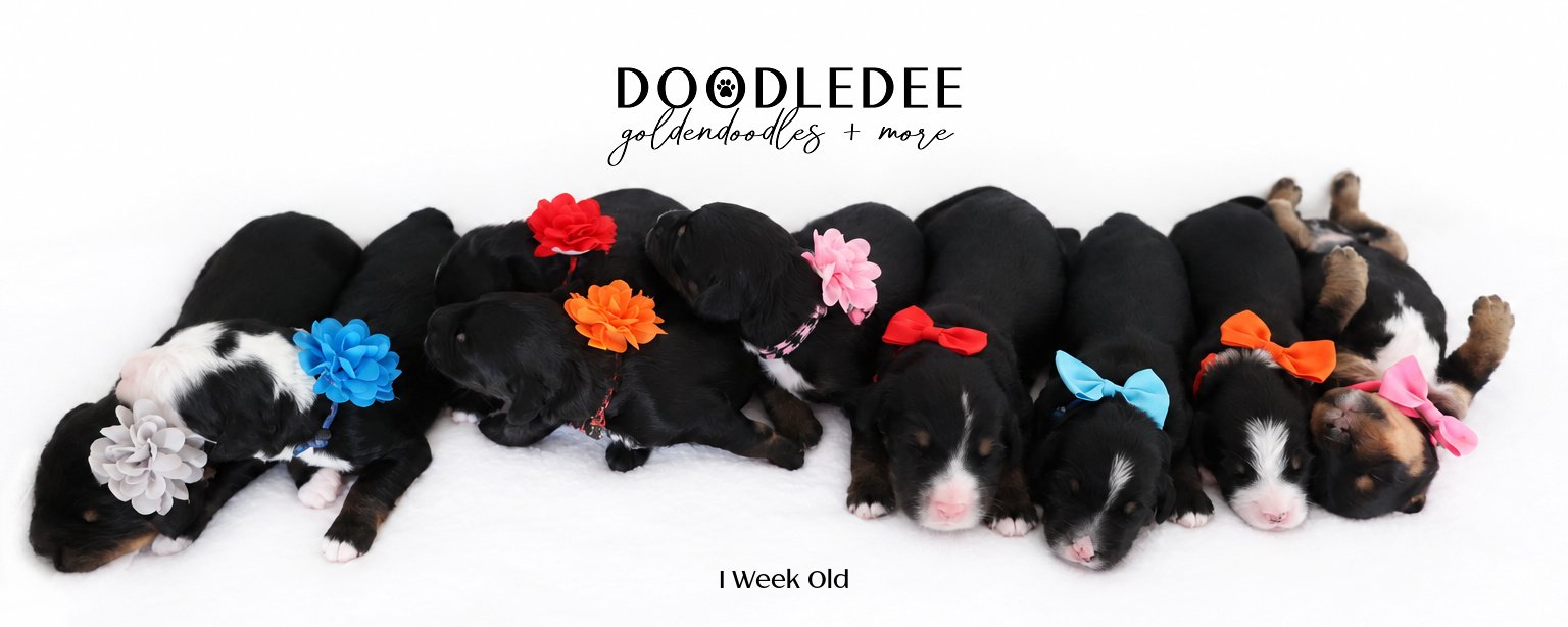 Mini Bernedoodle | Medium Bernedoodle | Standard Bernedoodle