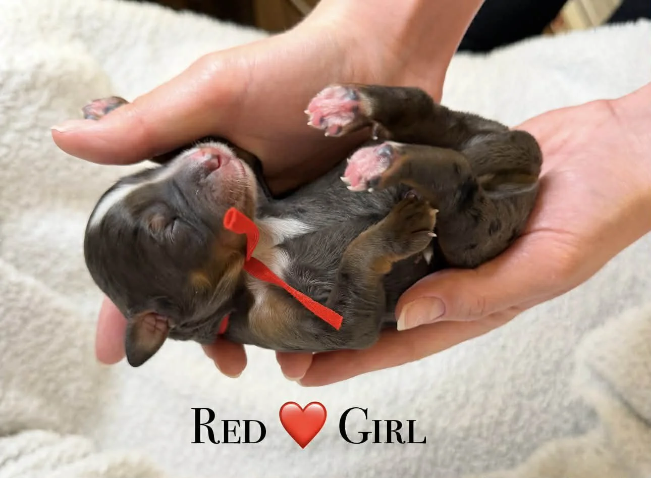 Merle Bernedoodle puppies