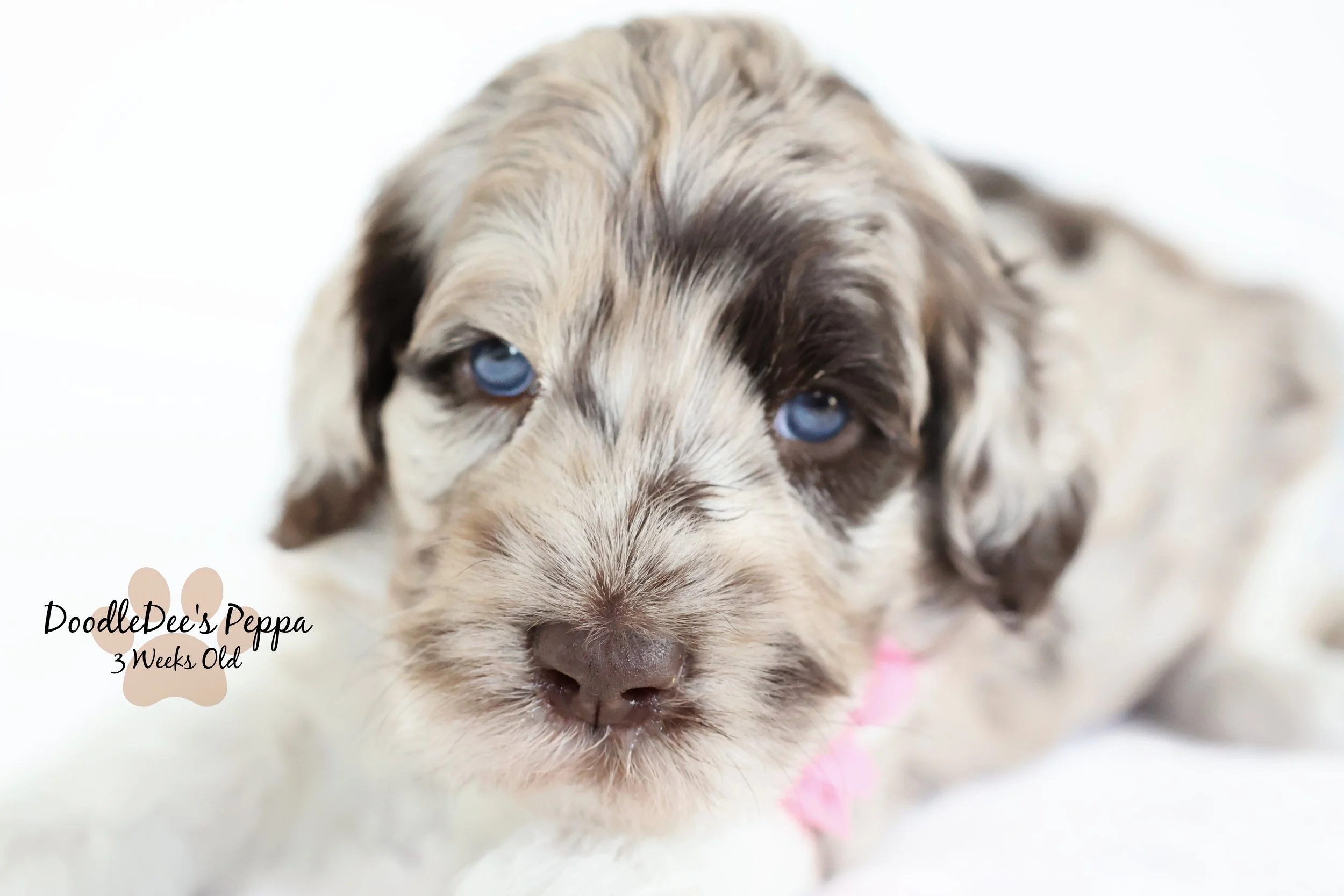 Medium/Standard English Goldendoodle