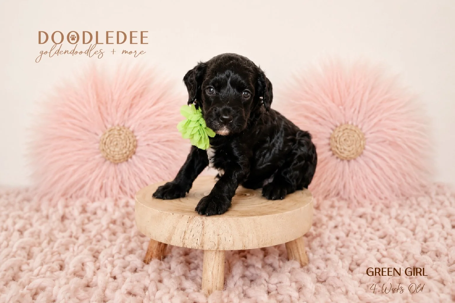 Micro Mini English Goldendoodles SOLD 