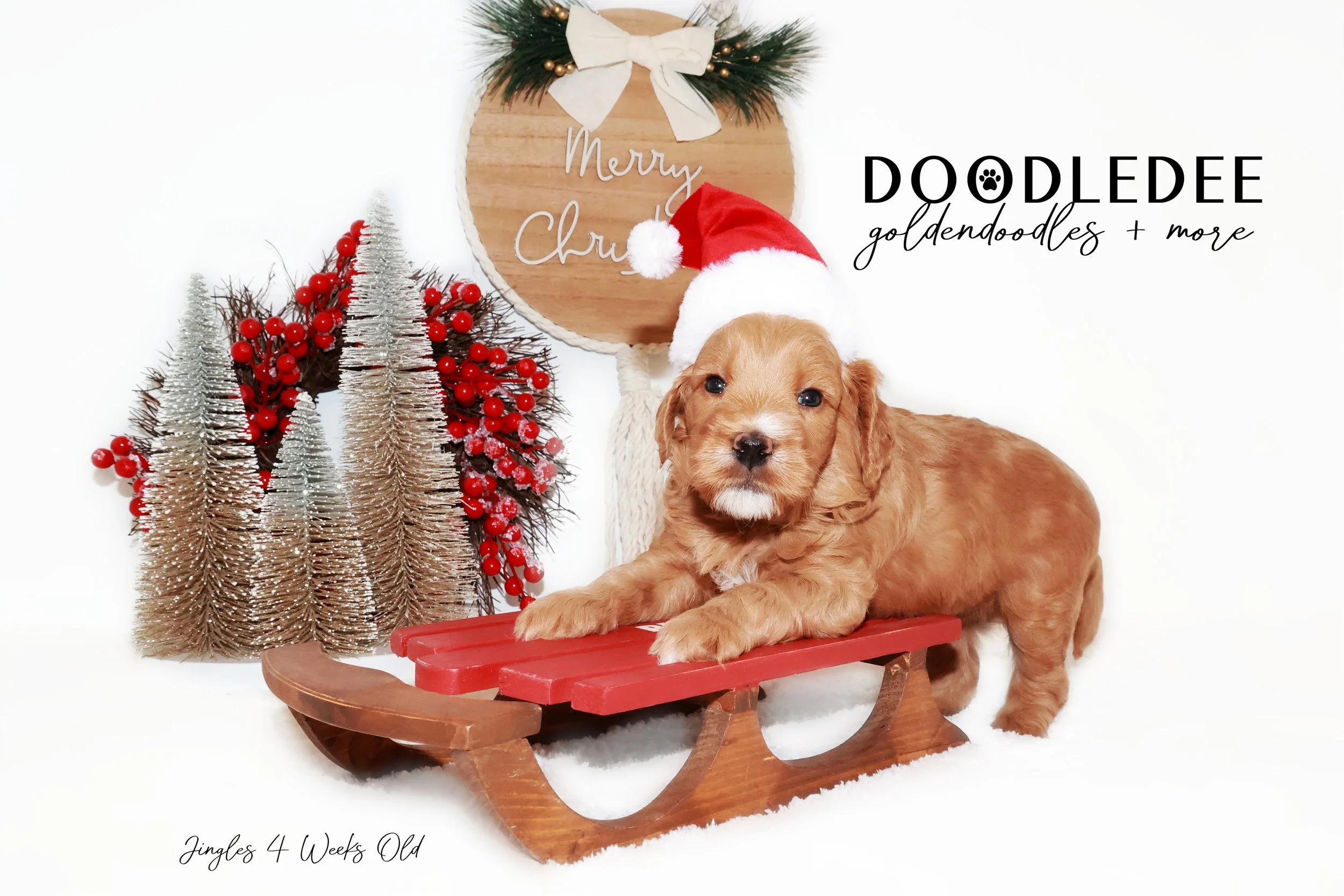 Mini English Goldendoodle Stud