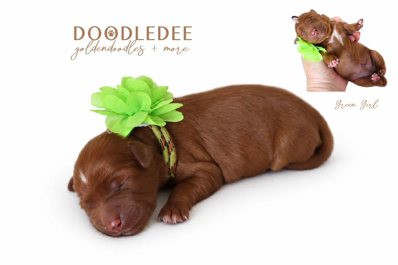 Micro Mini English Goldendoodle | Petite English Goldendoodle