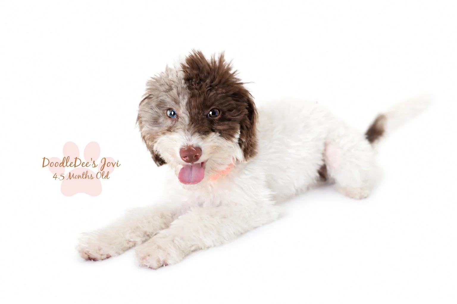 Micro Mini English Goldendoodle | 4.5 months Old 5.4 lbs