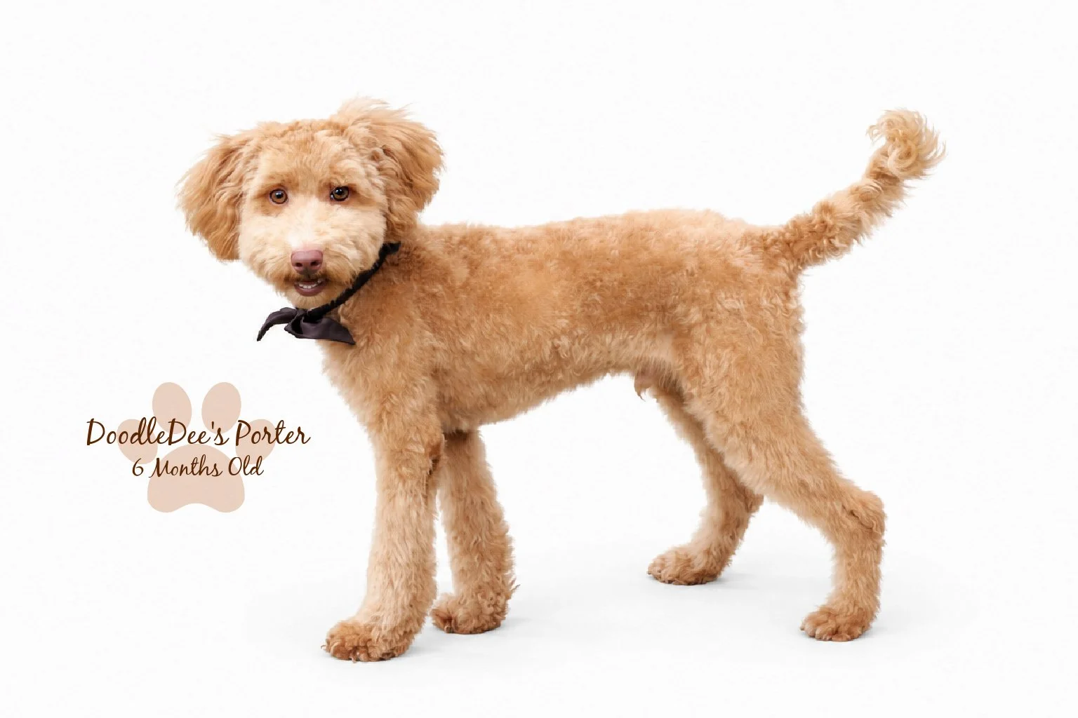 Mini Poodle Stud | 6.7 lbs