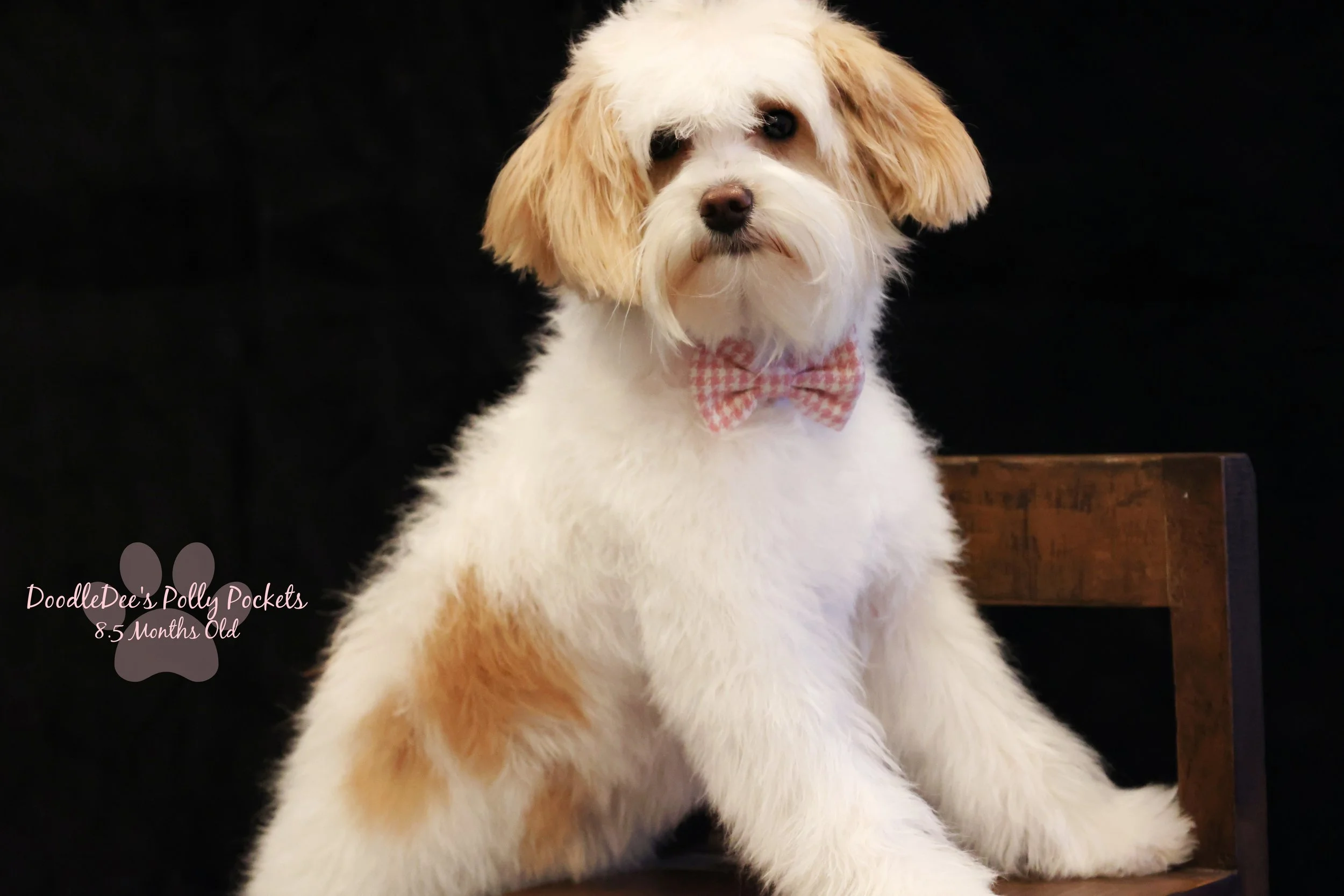 Micro Mini Bernedoodle - 10# and 13 Inches