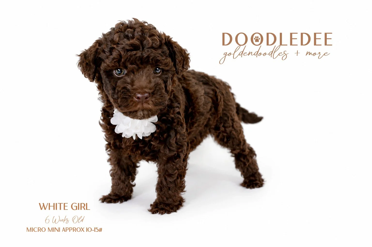 Micro Mini English Goldendoodle - Female AVAILABLE $3,500