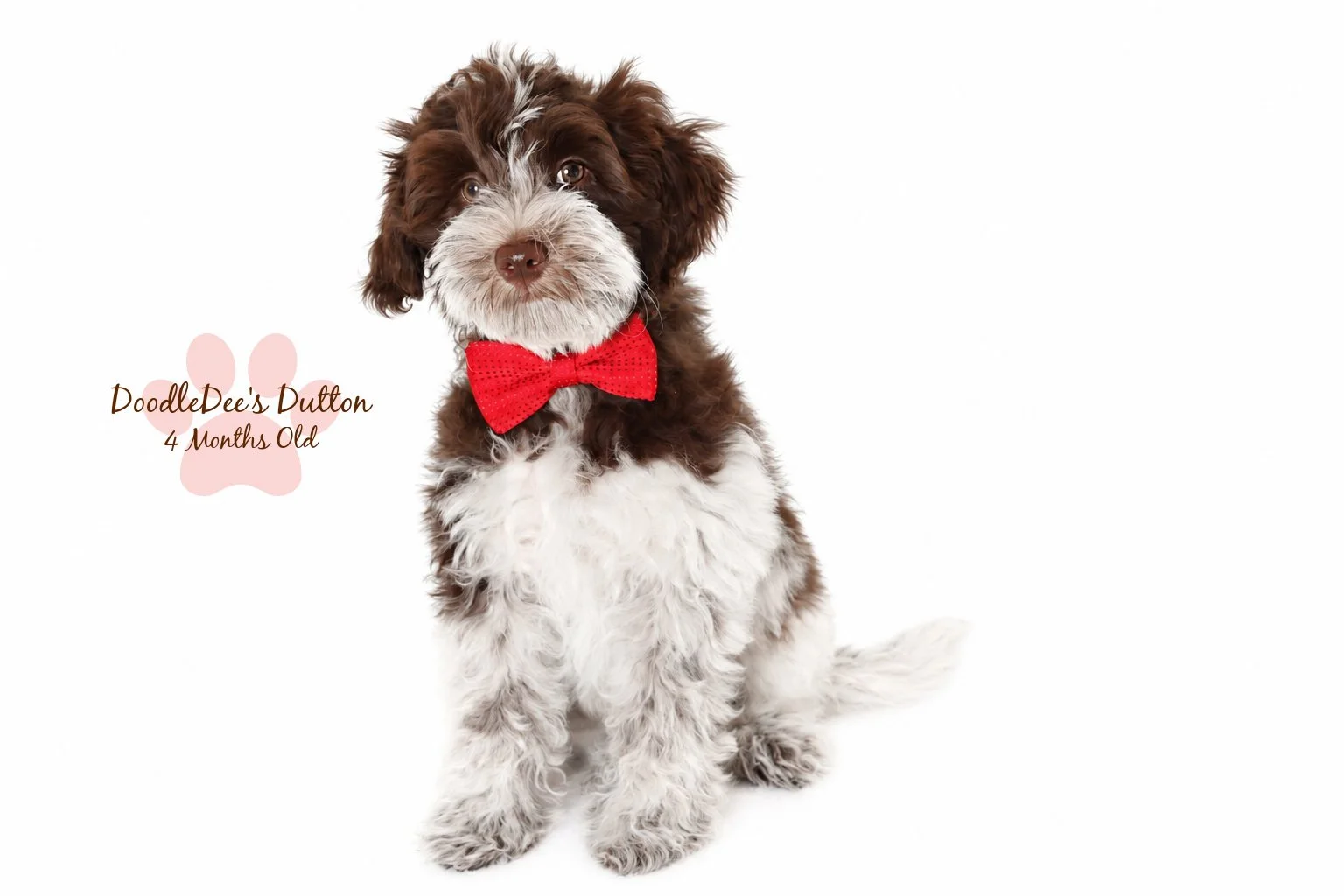 Chocolate Roan English Goldendoodle Stud |  10.2 Lbs