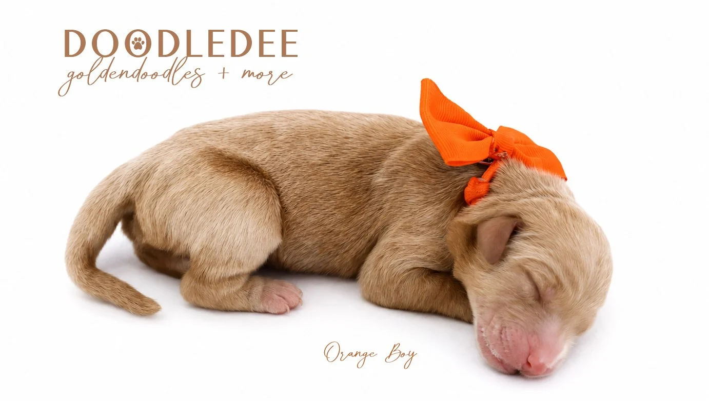 Medium English Goldendoodles, Standard English Goldendoodles