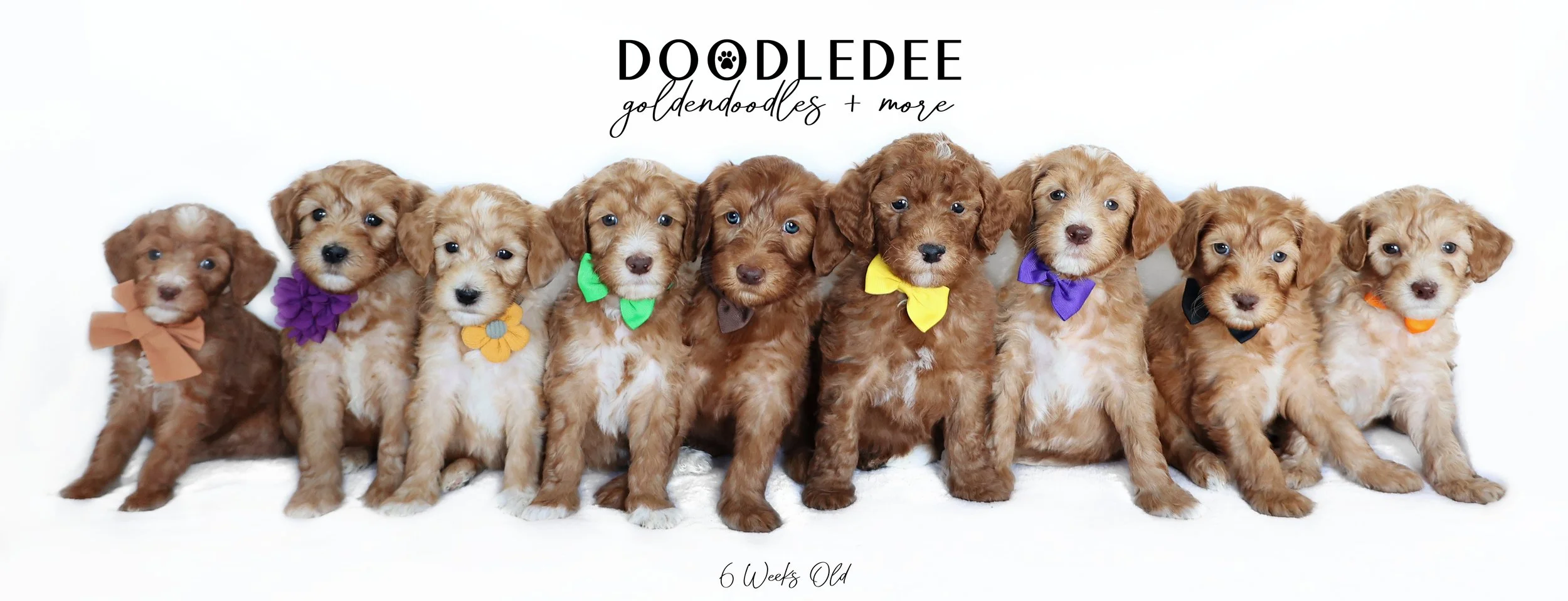 Ginger PAST Puppies