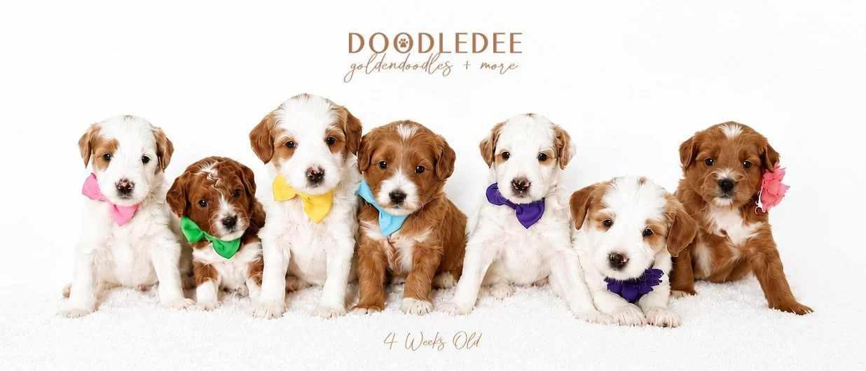 Micro Mini English Goldendoodle Puppies | Petite English Goldendoodle Puppies