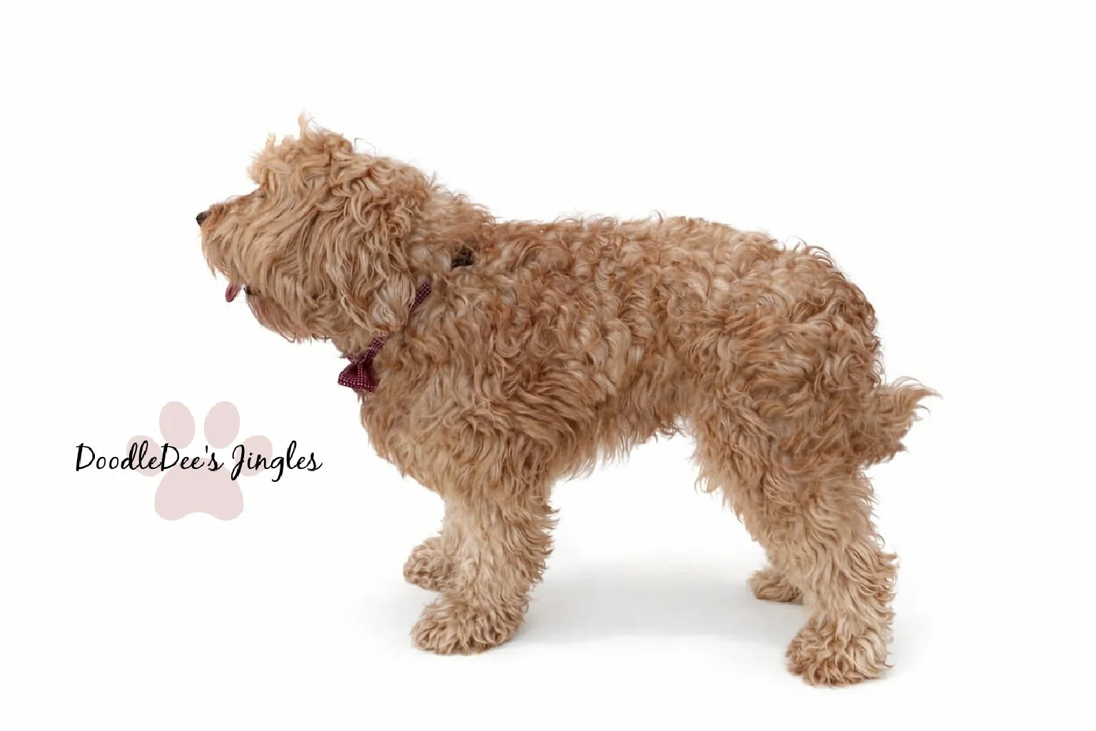 Mini English Goldendoodle Stud