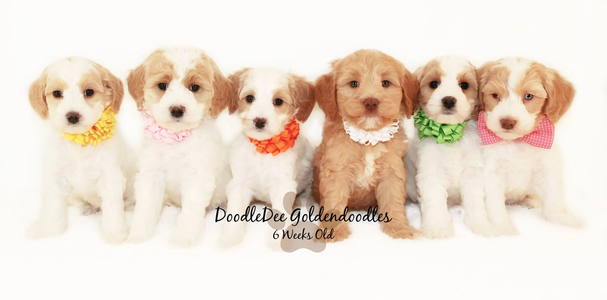 English Goldendoodle Puppies - Diva