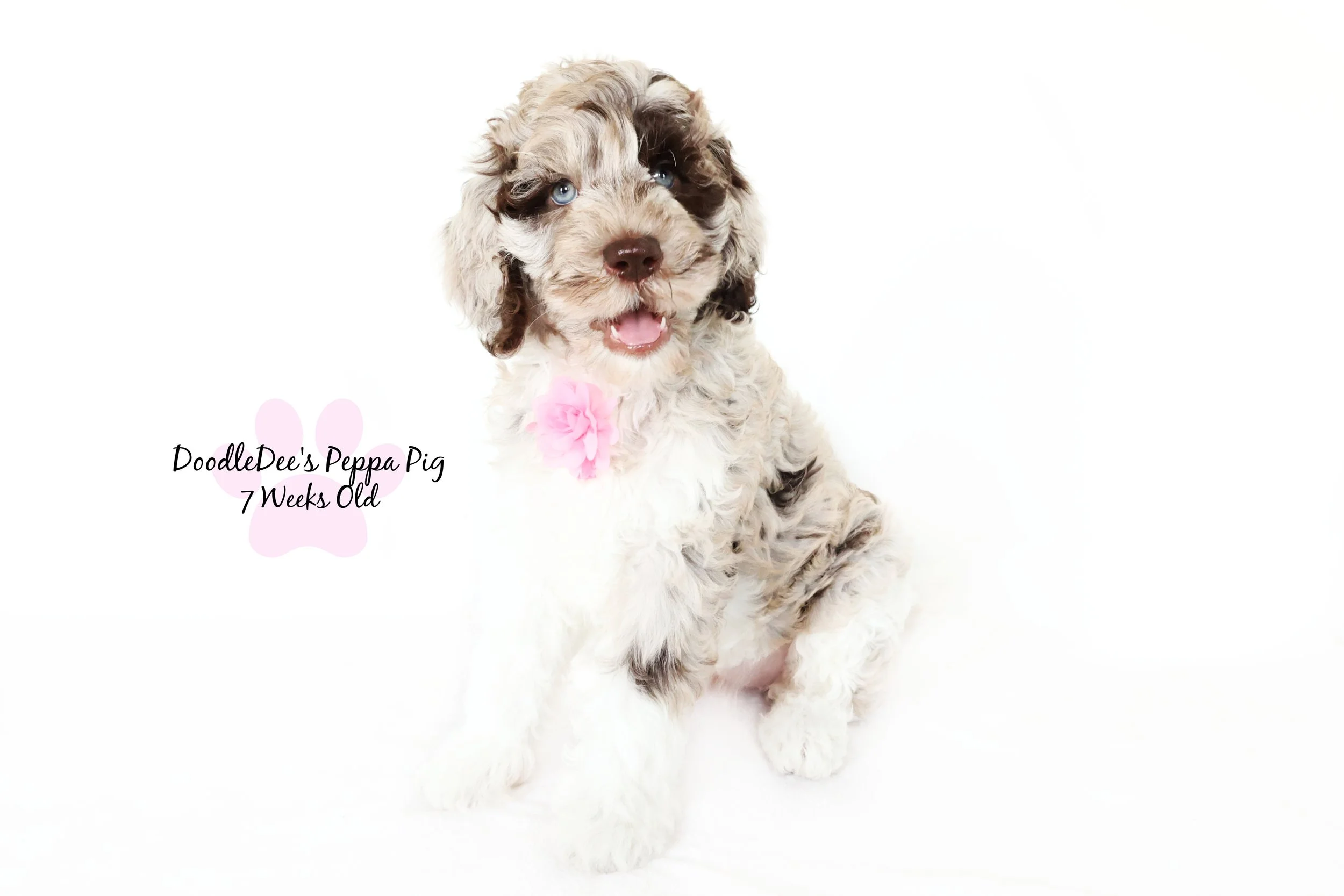 Chocolate Merle English Goldendoodle