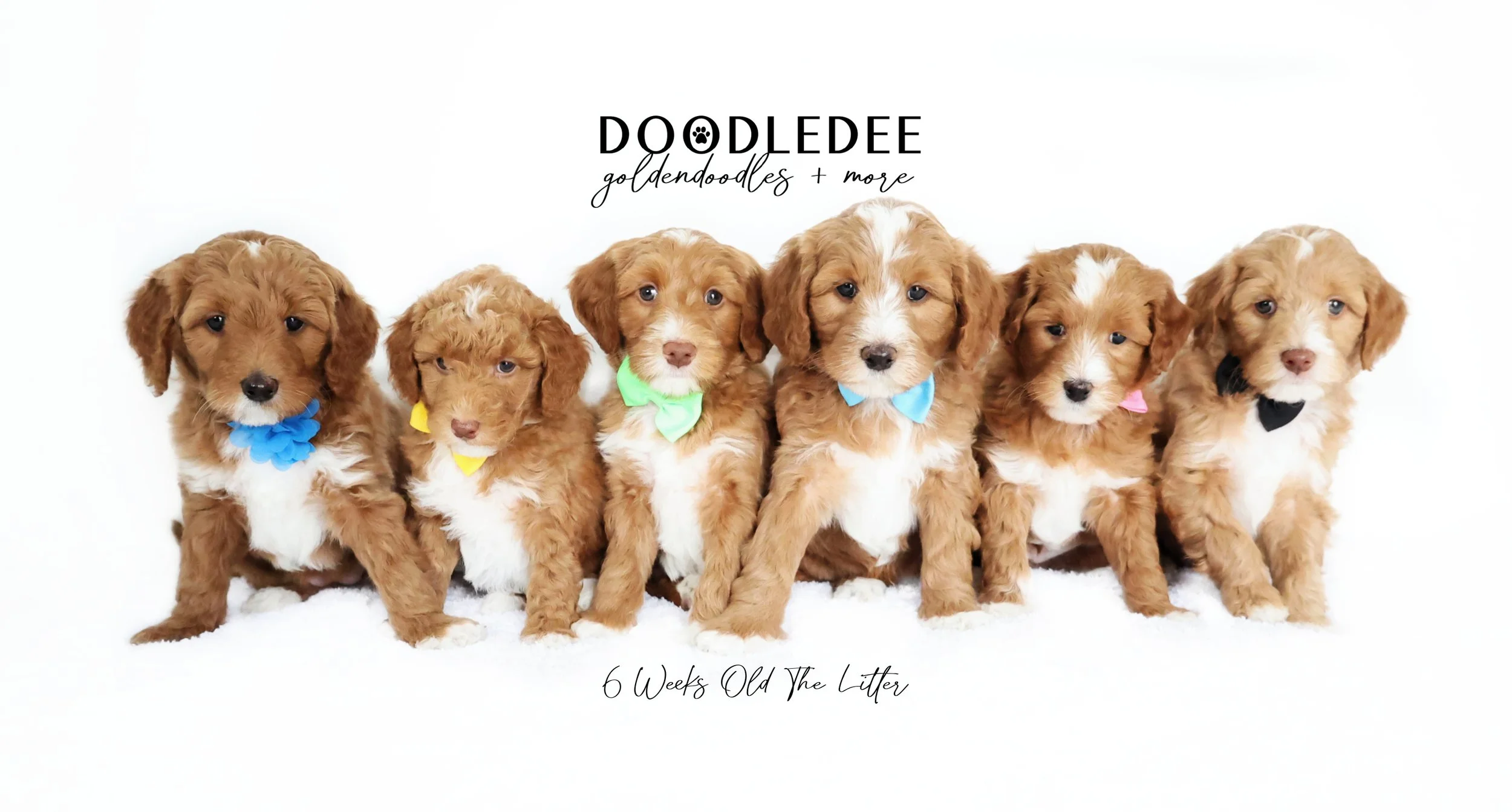 Darby PAST Puppies