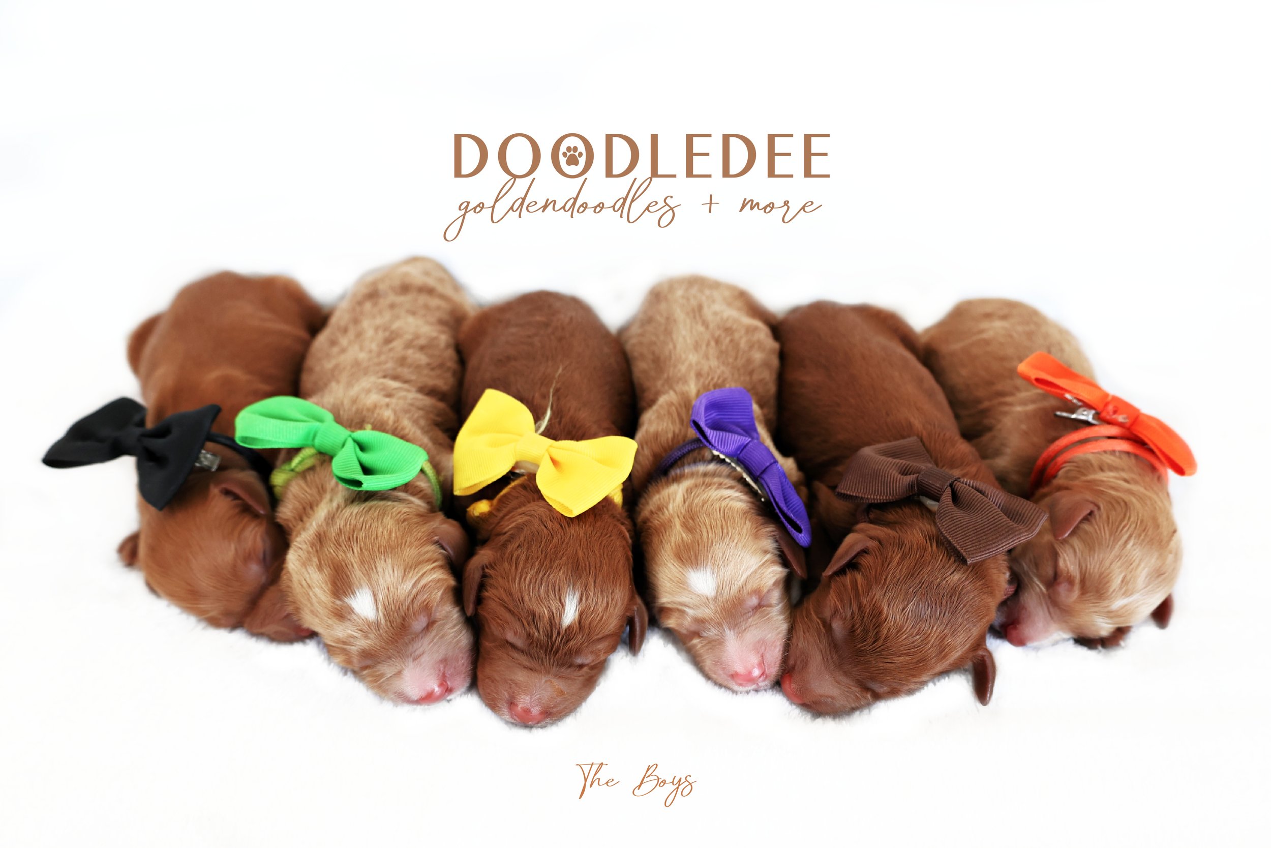English Goldendoodle Puppies
