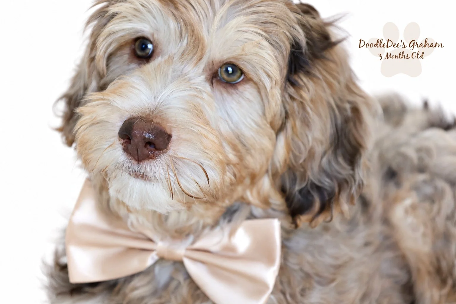 Mini Chocolate Phantom Merle English Goldendoodle Stud | 12.10 lbs