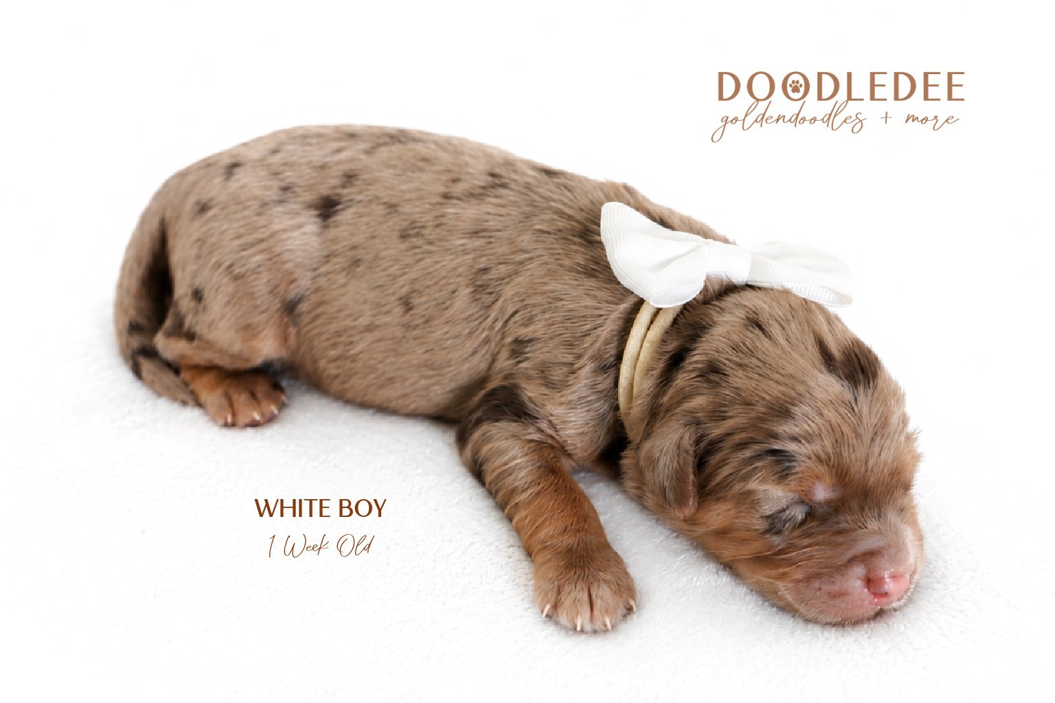 Petite / Mini English Goldendoodle Male- GUARDIAN OPPORTUNITY